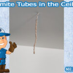 Termite Tubes in the Ceiling