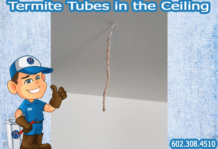 Termite Tubes in the Ceiling