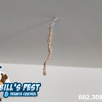 Termite Droppings from Ceiling: What You Need to Know