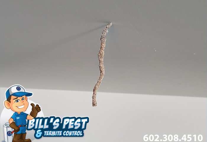 Termite Droppings from Ceiling: What You Need to Know