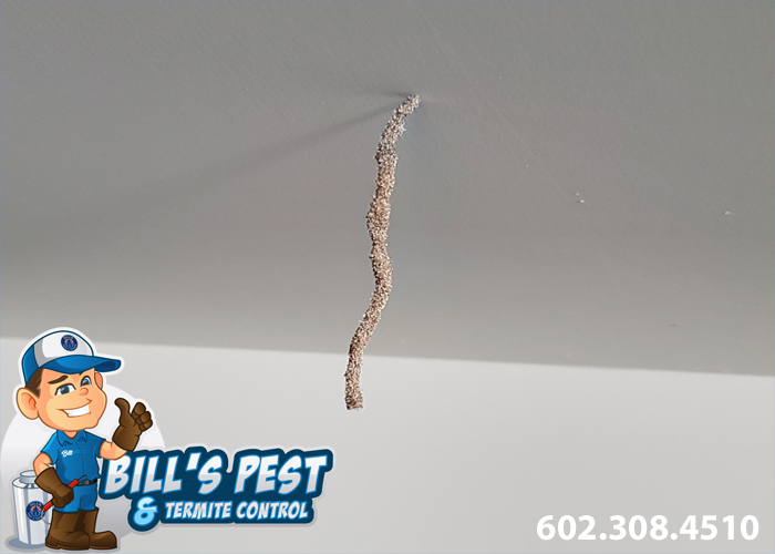 Termite Tubes Hanging from Ceiling: What You Need to Know