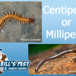 Arizona Centipede or Arizona Millipede