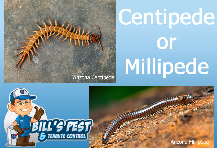 Arizona Centipede or Arizona Millipede