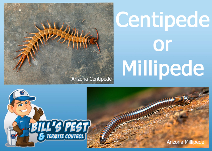 Arizona Centipede or Arizona Millipede