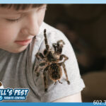 Arizona Tarantulas - Bills Pest Termite Control