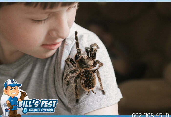 Arizona Tarantulas - Bills Pest Termite Control