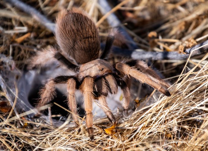 Arizona Tarantulas Pest Control