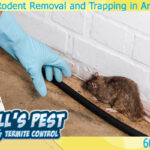 Humane Rodent Removal and Trapping- Ethical Prevention in Arizona
