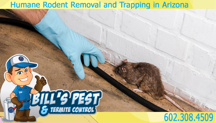 Stop the Rodent Damage with Humane Rodent Removal and Trapping