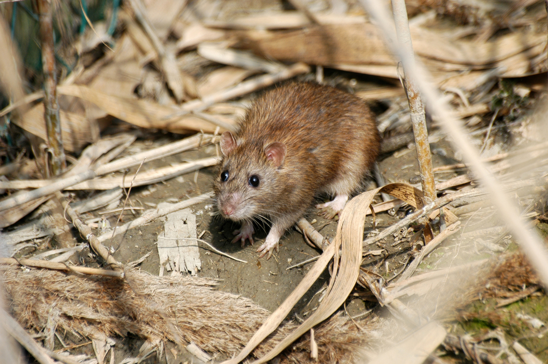 Common Rodent Species in Arizona