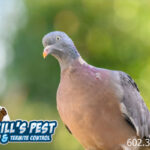 Pigeon Control Cost and Pigeon Removal Cost Phoenix AZ