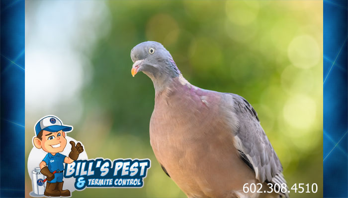 Pigeon Control Cost and Pigeon Removal Cost Phoenix AZ
