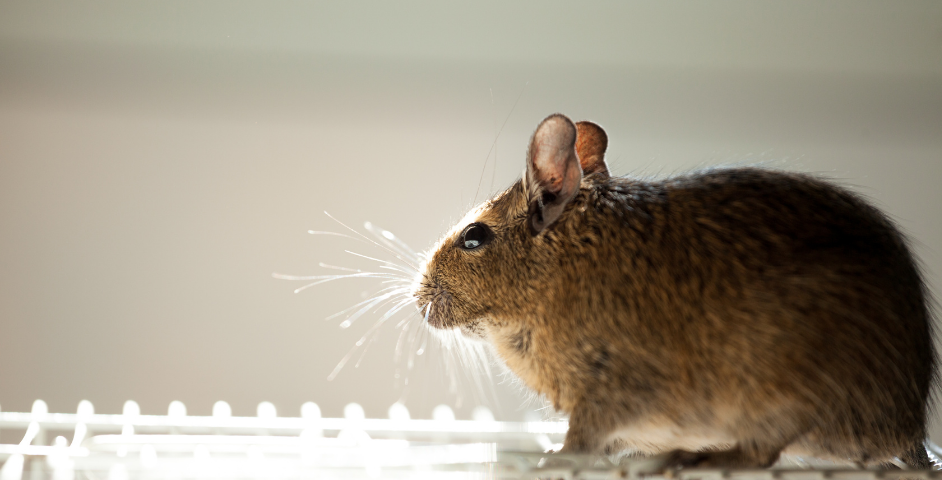 Common Rodent Species in Arizona