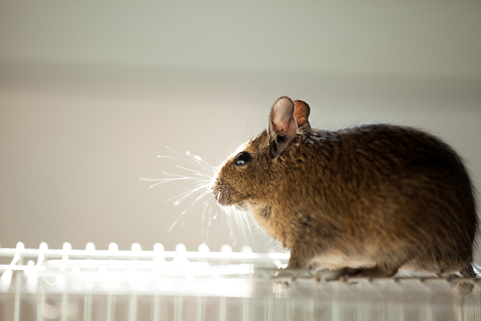Common Rodent Species in Arizona