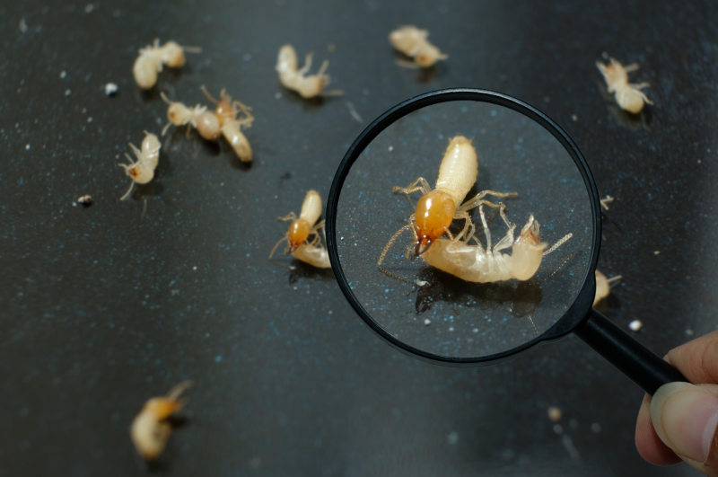 termites