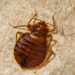 How Often Should You Treat Your Home for Bugs