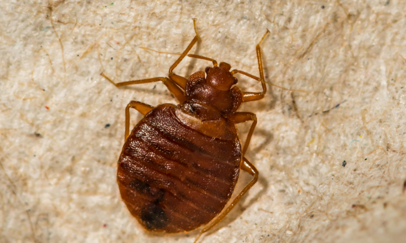 How Often Should You Treat Your Home for Bugs