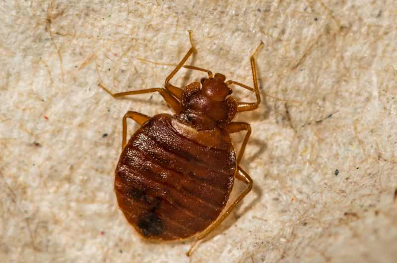 How Often Should You Treat Your Home for Bugs