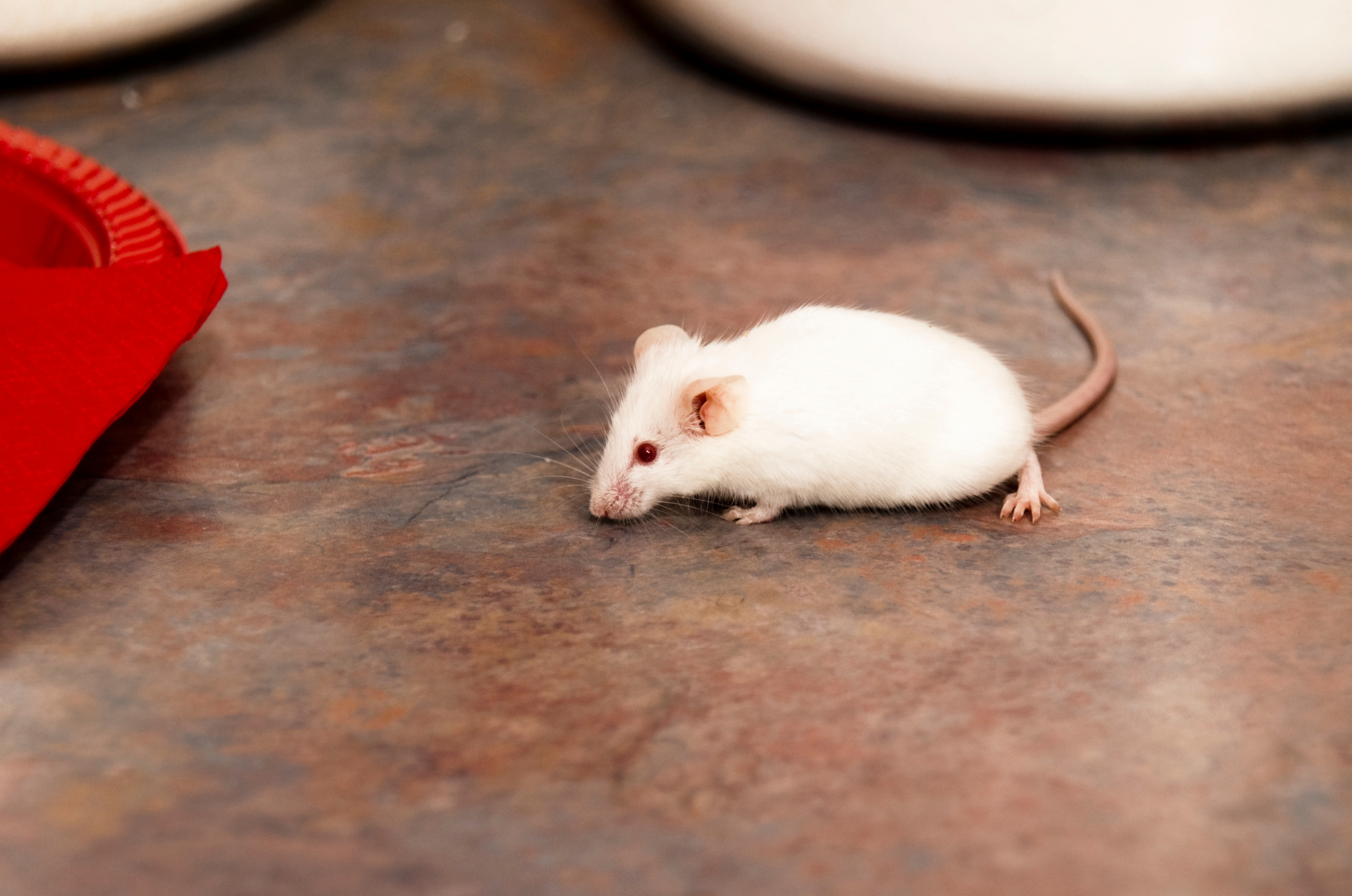 house mice Rodent Species in Arizona