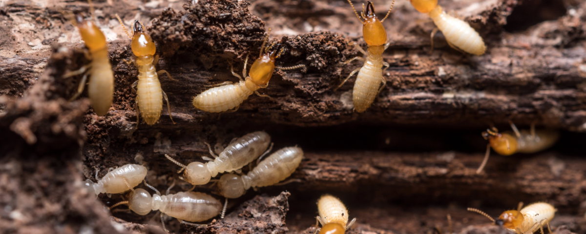 Are Termites Common In Arizona?