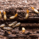 Are Termites Common In Arizona?