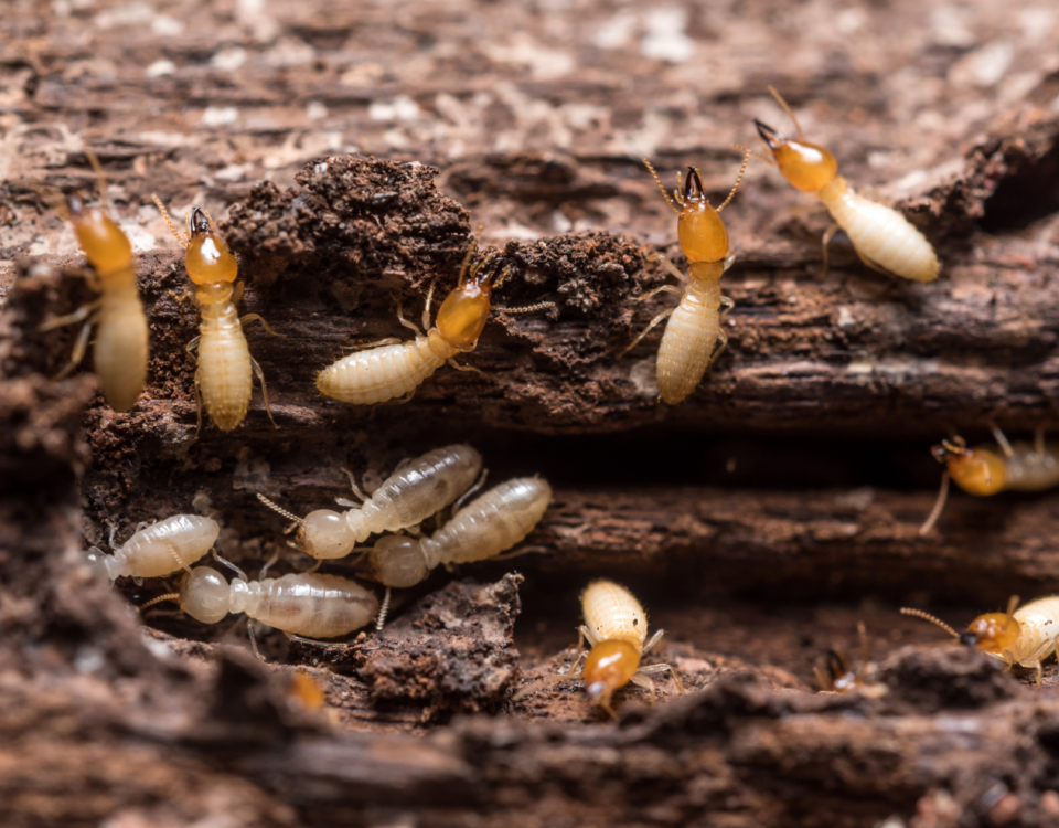 Are Termites Common In Arizona?