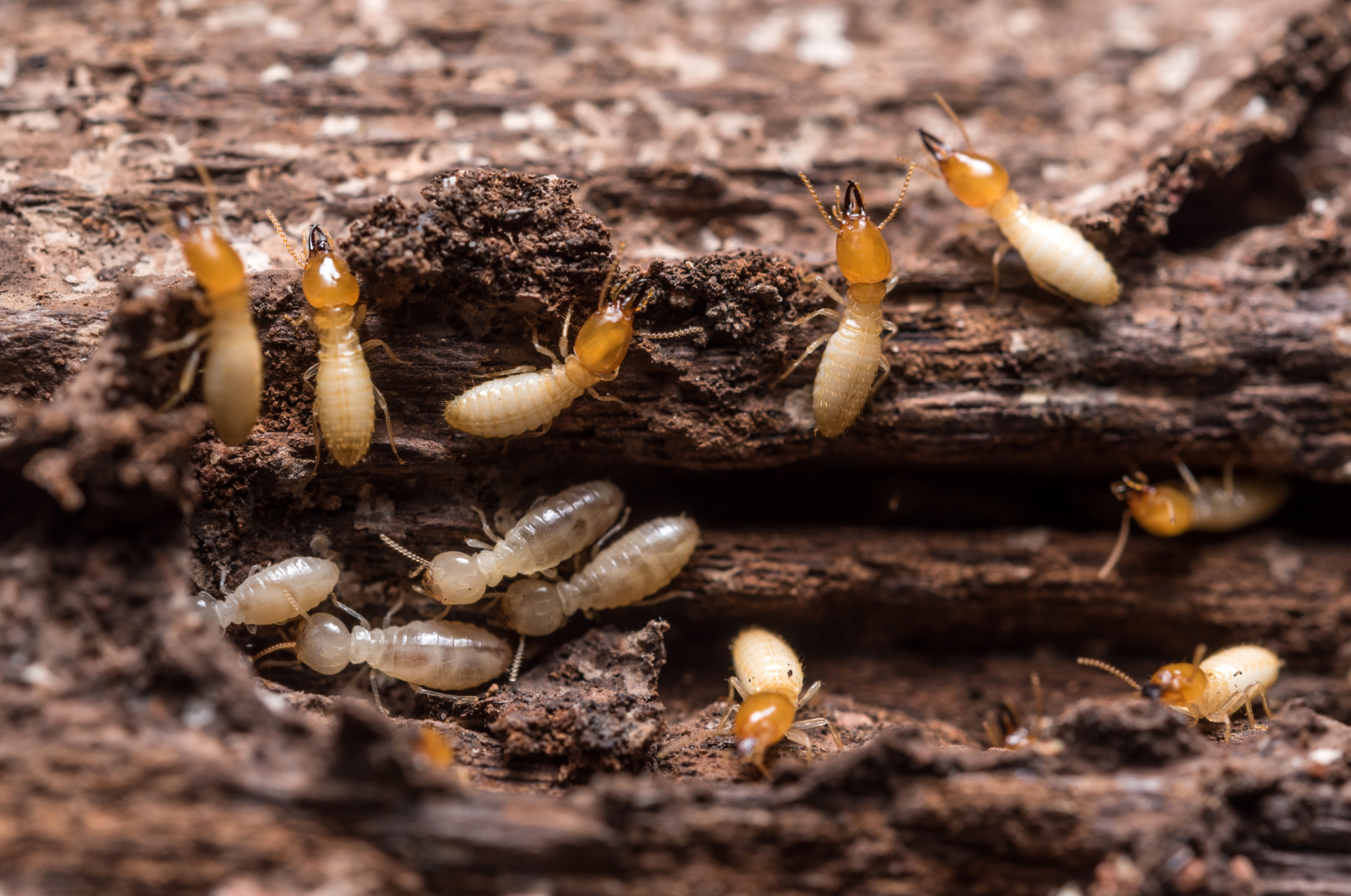 How and When to Check for Termites in Arizona