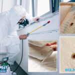 Bed Bug Extermination Responsibility in Arizona