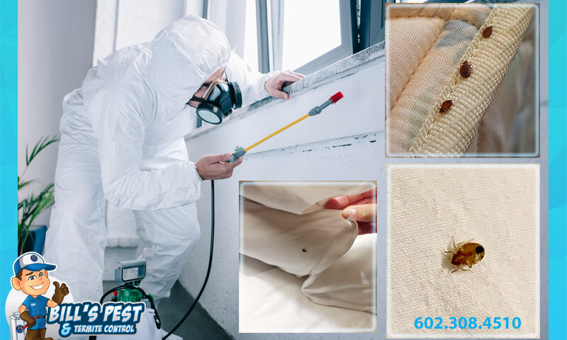 Bed Bug Extermination Responsibility in Arizona