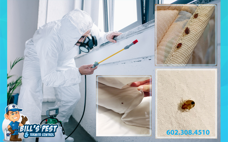 Do Bed Bugs Produce Dangerous Amounts of Histamine?