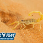 How to Kill Scorpions- Proven Strategies by Bill's Pest Termite Control