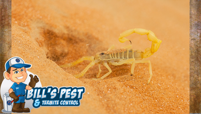 DIY Ways to Kill Arizona Scorpions- Proven Strategies by Bill's Pest Termite Control
