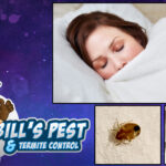 How to get rid of Bed Bugs - Bills Pest Termite Control