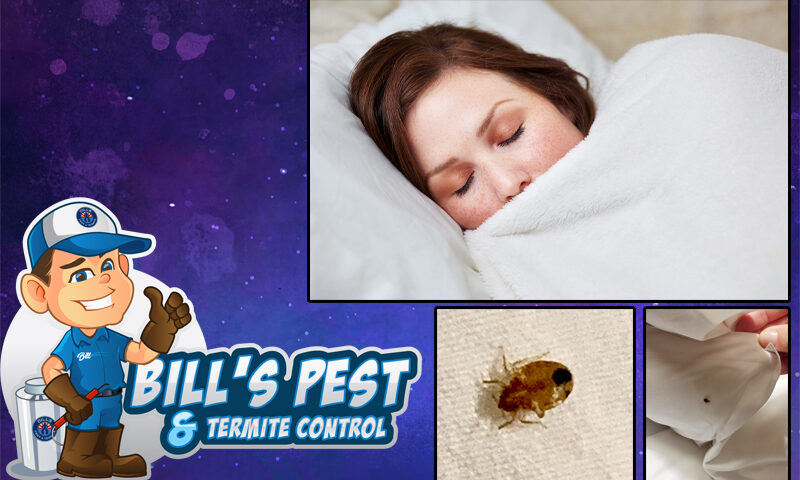 How to get rid of Bed Bugs - Bills Pest Termite Control