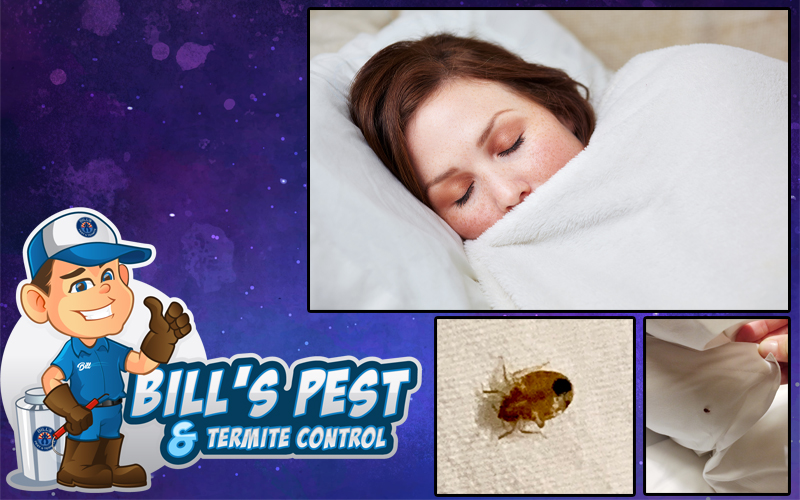 How to get rid of Bed Bugs - Bed Bug Luggage Treatment