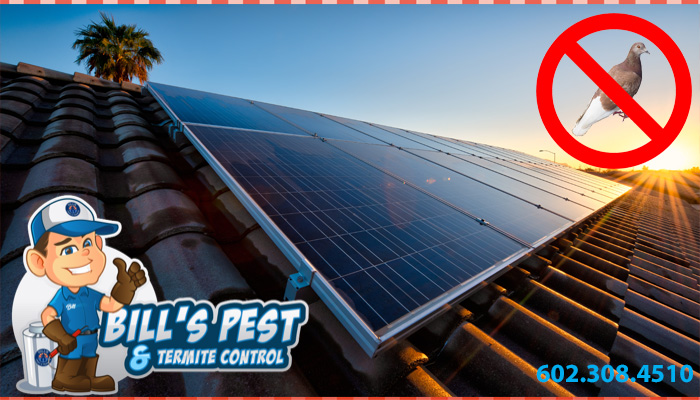 Professional pigeon proofing for solar panels