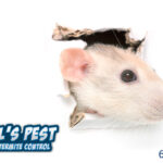 Rodent Damage - What sort of damage do Rodents Cause?