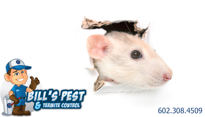 Rodent Damage - What sort of damage do Rodents Cause?