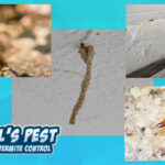 Termite Droppings and Detection Guide