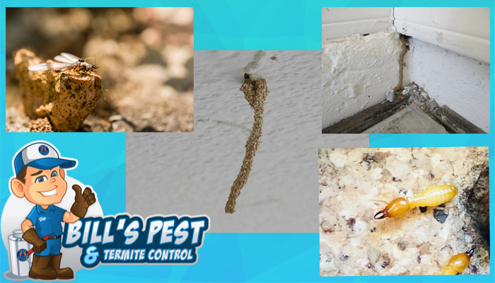 Termite Droppings and Detection Guide