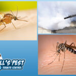 Best Mosquito Pest Control Services in Arizona