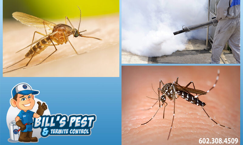 Best Mosquito Pest Control Services in Arizona