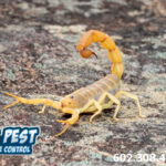 DIY Ways to Kill Arizona Scorpions