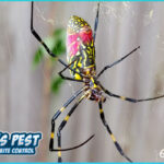 Giant 8 inch Spiders from China Set to Invade the USA