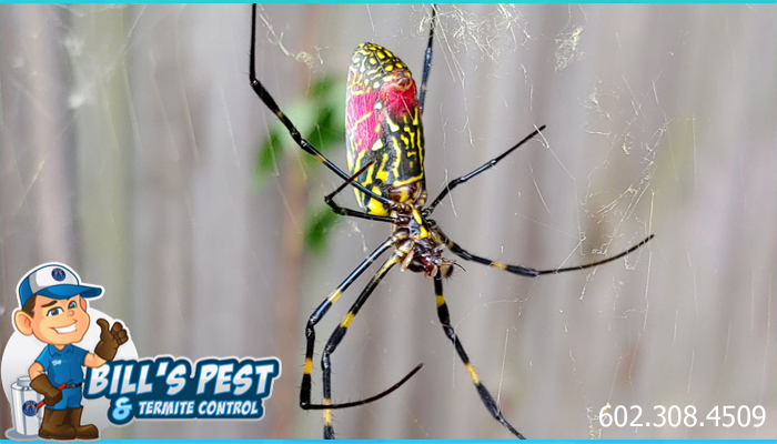 Giant 8 inch Spiders from China Set to Invade the USA