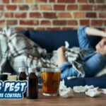Are Termites Harmful to Humans? Bills Pest Termite Control