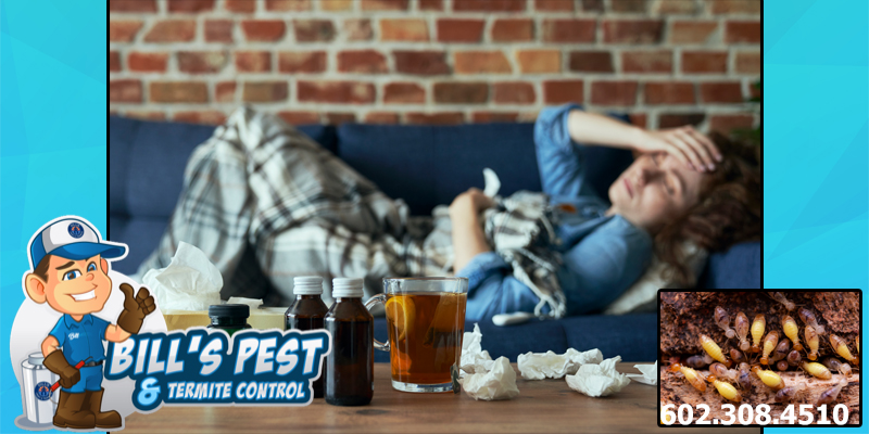 Are Termites Harmful to Humans? Bills Pest Termite Control