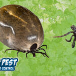 Are there Ticks in Arizona?