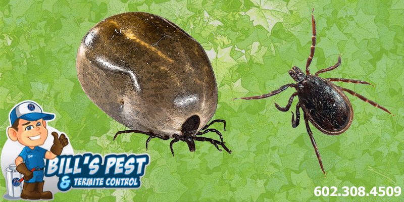 Are there Ticks in Arizona?