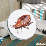 Bed Bug Identification - Don't let the Look-Alikes Fool You!
